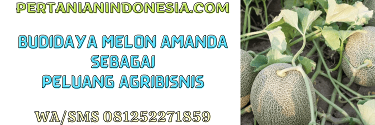 budidaya,budidaya melon,agribisnis,agrobisnis,pertanian indonesia